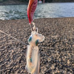 先週に引き続き新子狙い